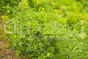 Schöllkraut, Chelidonium majus, Heilpflanze mit Blüte