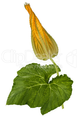 Beautiful yellow bud of pumpkin, isolated on white background