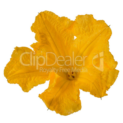 Beautiful yellow flower of pumpkin, isolated on white background