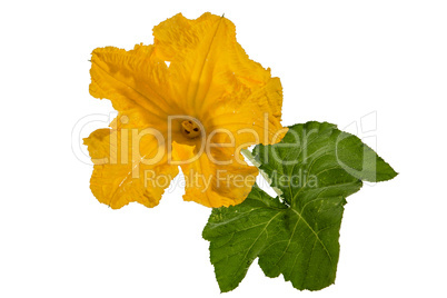 Beautiful yellow flower of pumpkin, isolated on white background