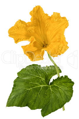 Beautiful yellow flower of pumpkin, isolated on white background