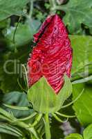 Beautiful blossoming bud of red hibiscus flower