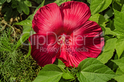 Beautiful red hibiscus flower