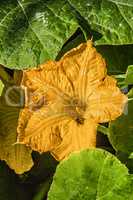Beautiful yellow pumpkin flower on background of green leaves