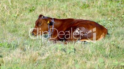 Bull on a summer pasture