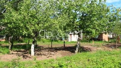 garden with apple trees
