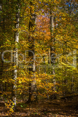 Herbstwald