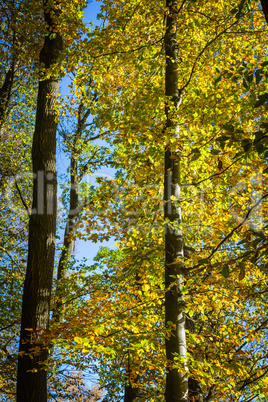 Herbstwald