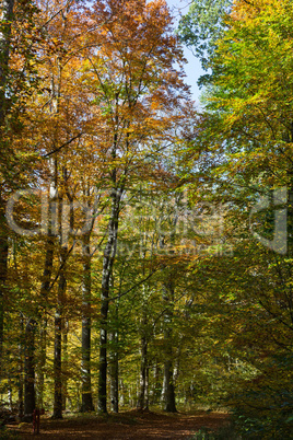 Herbstwald