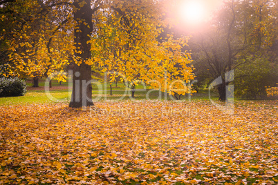 Herbstwald