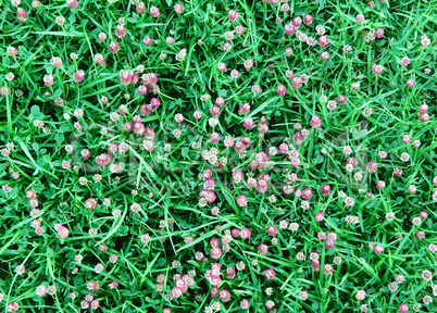 Clover leaves and flowers