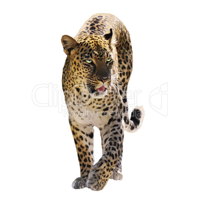 Digital Painting Of Leopard