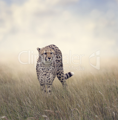 Cheetah