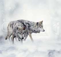 Wolves in Winter