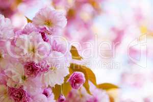 Pink cherry blossoms in spring orchard