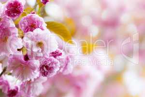 Pink cherry blossoms background