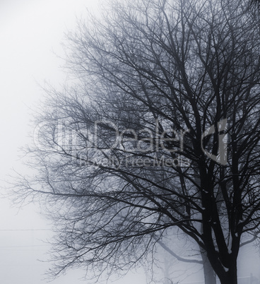 Leafless tree in fog