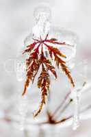 Icy winter leaf