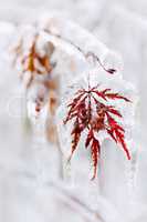 Icy winter leaf