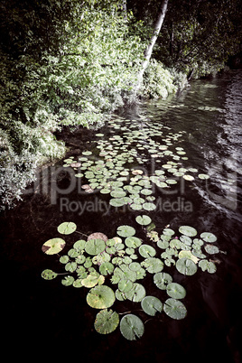 Lily pads at lake shore