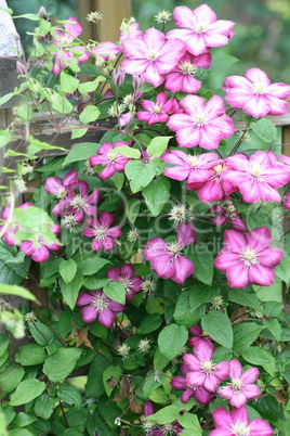 Waldrebe clematis flower  (Clematis)