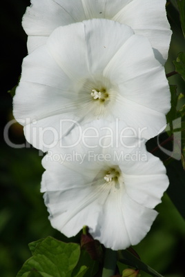 field bindweed  (Convolvulus arvensis)