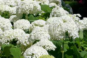 Hydrangea (Hydrangea macrophylla)