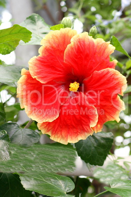 hibiscus  (Hibiscus)