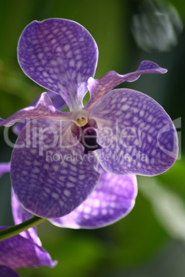 Orchids  (Orchidaceae)