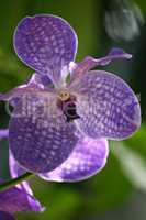 Orchids  (Orchidaceae)