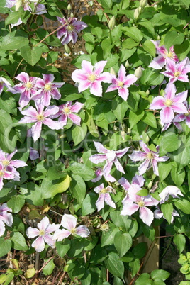 clematis flower  (Clematis)