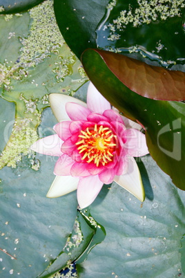 White water lily  (Nymphaea alba)