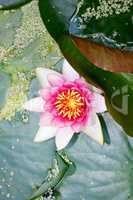 White water lily  (Nymphaea alba)