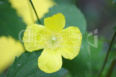 yellow flower