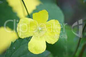 yellow flower