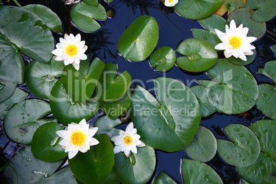 White water lily  (Nymphaea alba)