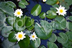 White water lily  (Nymphaea alba)
