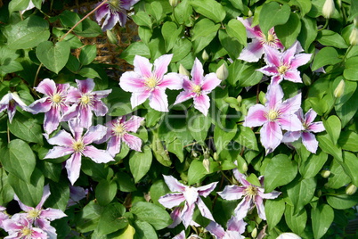 clematis flower  (Clematis)