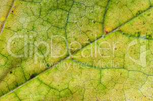 leaves of wine grape