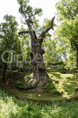 Memorable Oak Tree