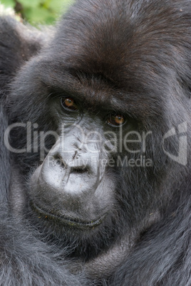 Close-up of silverback looking straight at camera