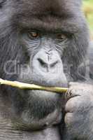 Close-up of silverback gorilla holding branch to mouth