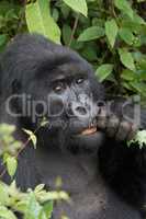 Close-up of silverback gnawing branch in forest