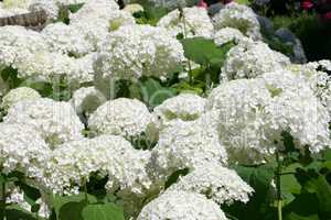 Hydrangea (Hydrangea macrophylla)