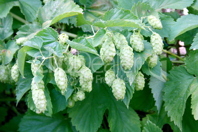 hop plant  (Humulus)