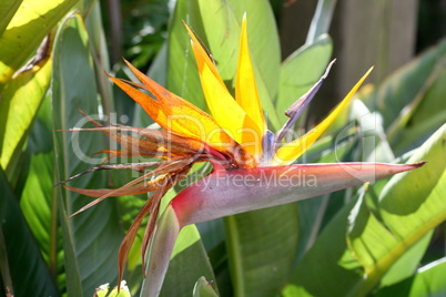bird of paradise flower  (strelitzia reginae)