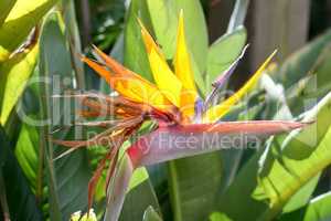 bird of paradise flower  (strelitzia reginae)