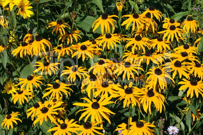 Cone-flower  (echinacea)