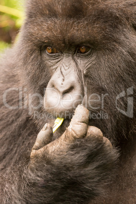 Close-up of gorilla feeding itself in forest