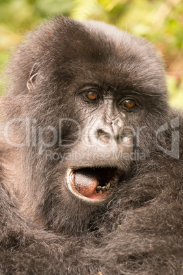 Close-up of gorilla yawning with mouth open